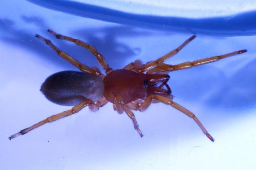 Réf. 307 595 : Dysdera crocata